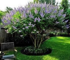 Bundle of 4 Texas Lilac Vitex Chaste Trees - Live Lilac Bush Plants - Purple Blooms - Quart Containers - Fibrous Root System - Outdoor