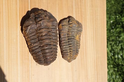 Image of 2PCS Calymene Trilobites Flexicalymene Fossil for Kids Ordovician Fossil Trilobites A14