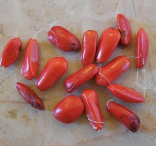 Miniatura 4 de 20 semillas de árbol Magnolia - Denudata Wilsonii Fragant White Flower B60