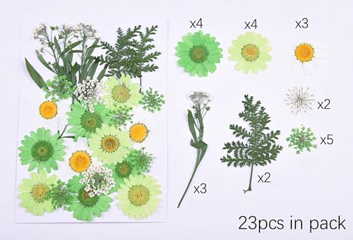 Flores secas prensadas para resina, kit natural 82 piezas miniatura 6