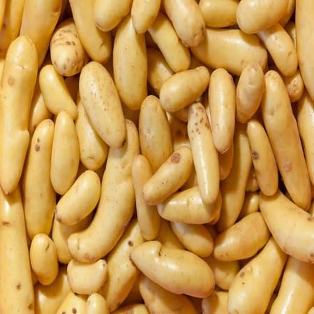 100pcs Banana Fingerling Potato vegatable Seeds
