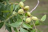 6 Pecan Tree Seeds for Planting - Carya illinoinensis