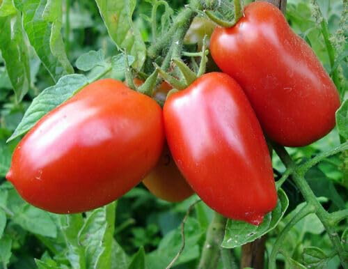 OrginBud San Marzano Short Vine Tomato Seeds - 30 Premium Heirloom Seeds, Compact Growth for Containers & Small Gardens, Non-GMO, Flavorful for Cooking & Salads, Red