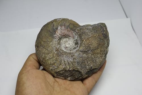 Image of Ammonite Fossil Cretaceous Fossils Fossils from Morocco Fossil Rock Ammonites Fossil A302