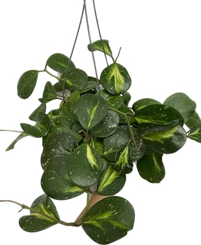Variegated Hoya Obovata Spalsh live houseplant