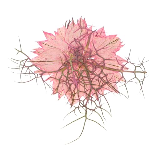 30 flores secas prensadas mixtas para manualidades miniatura 3