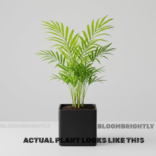 Image of Areca Palm Indoor Live Plant with Pot | Big Leaf Fast Growing Air Purifying Palm Plant | Elegant Decorative Indoor Plant for Home Office Living Room Balcony Decor | (With Pot Pack of 1 Areca Palm)