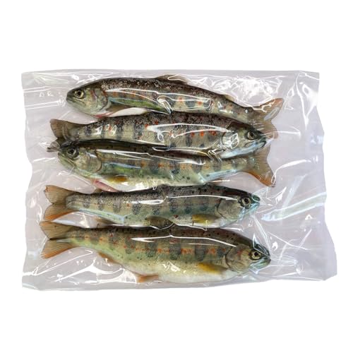 大暮養魚場 渓流の女王・芸北アマゴ 5尾