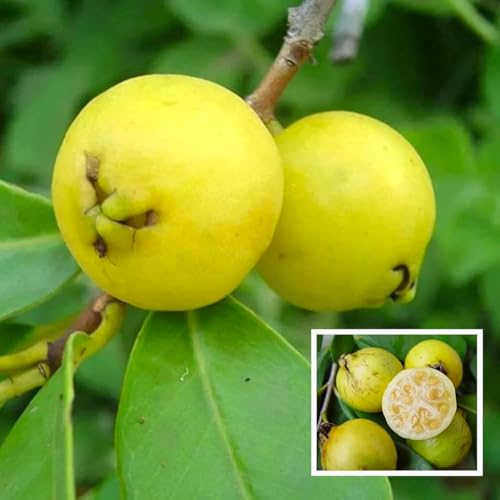 Yellow Strawberry Guava Tree Tropical Fruit Tree (Psidium littorale VAR.