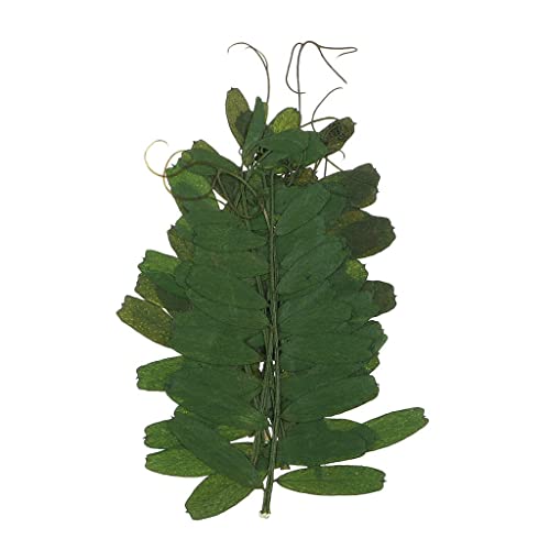 10 piezas hojas naturales prensadas secas para manualidades miniatura 4