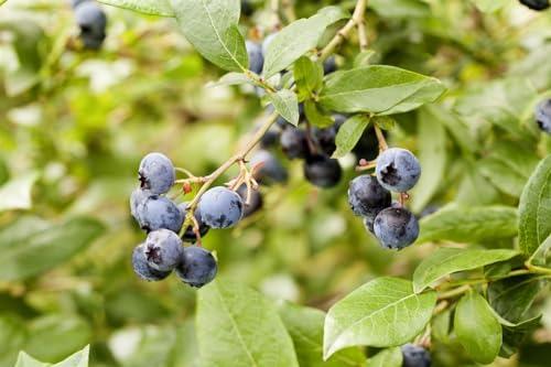 Vaccinium corymbosum 'Meader' 25–30 cm – Winterhart, Mehrjährig, Pflegeleicht – Heidelbeere – Obststrauch für Garten & Kübel
