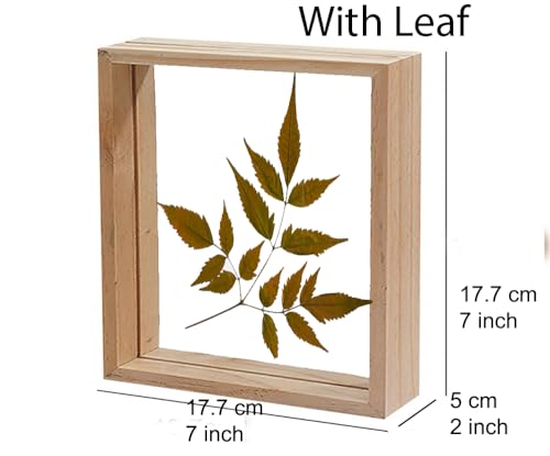 Image of Desi Rang Wooden Frame for Wall Decor Table top Hanging Any Green or dry plant Leaf Picture Photo DIY Gift Home decoration (Natural,Square,7x7 inch,with Dry Leaf)