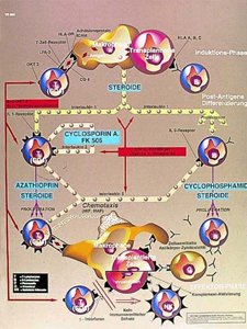 3B Scientific VR1665L Transplantation Immunology,Grade: 1 to 12, 0.1" Height, 20.100000000000001" Wide, 26.8" Length