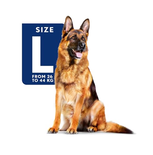 Royal Canin Medium Mature, 5+, 4 kg, 1er Pack (1 x 4 kg Packung), Hundefutter