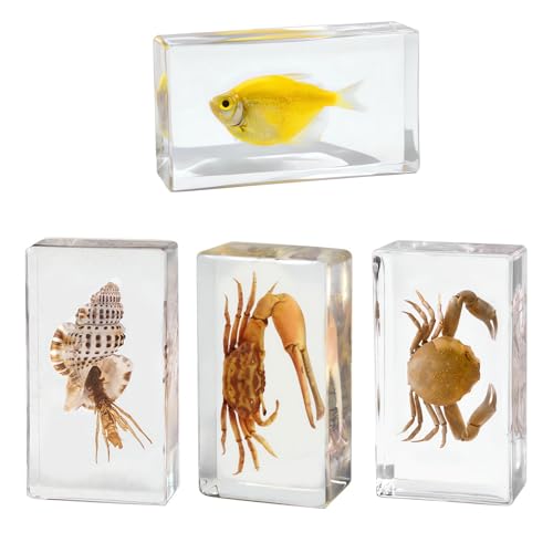 Image of Taxidermy Crabs Conch, Oceans Animals - Sea Creatures Specimen in Resin for Closer-Look & Study, Science Educational Classroom Specimens, Novelty for Home Office Decor, Amazing Gift (2.9x1.6x0.9-inch)