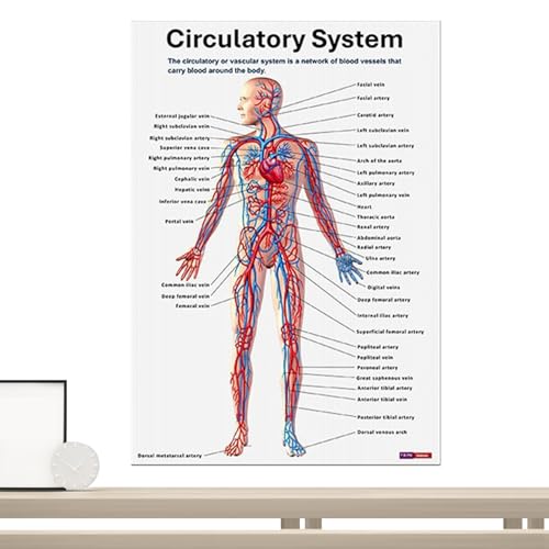 Poster Di Anatomia – Schede Didattiche Sul Muscolare, Riferimenti Visivi
