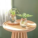 Dahey Plant Propagation Jars Plant Terrarium Glass Vase with Wooden Saucer and Cork Planter Station for Growing Hydroponic Plants Indoor Table Centerpirce Home Office Decor, Set of 2