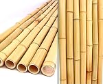 bambus-discount.com – 12er Set Bambusrohr 300cm mit 2,8-3,5cm Durchmesser gelblich