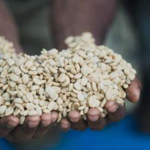 Café Arábica Origen Papua Nueva Guinea en Grano 2 lbs miniatura 3