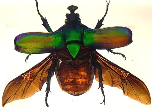 Image of 73mm Large Real Unicorn Green Chafer Beetle w /Open Wings in Crystal Clear Lucite Resin Crafts Specimen Preserved Insect Bug Taxidermy Collection for Biology Science Education & Desk Ornament Display