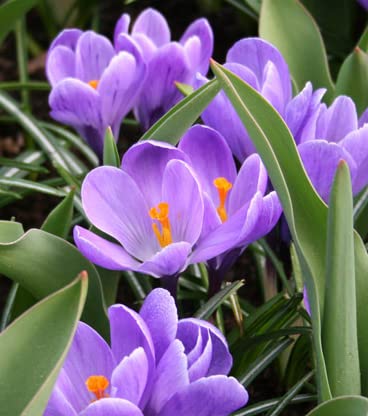 Image of IMP. Saffron | Crocus Excellent Quality Flower Bulbs for Attractive Aromatic Flowers Home Outdoor Gardening Plants Flowering Bulbs (pack of 12, Grand Maitre)