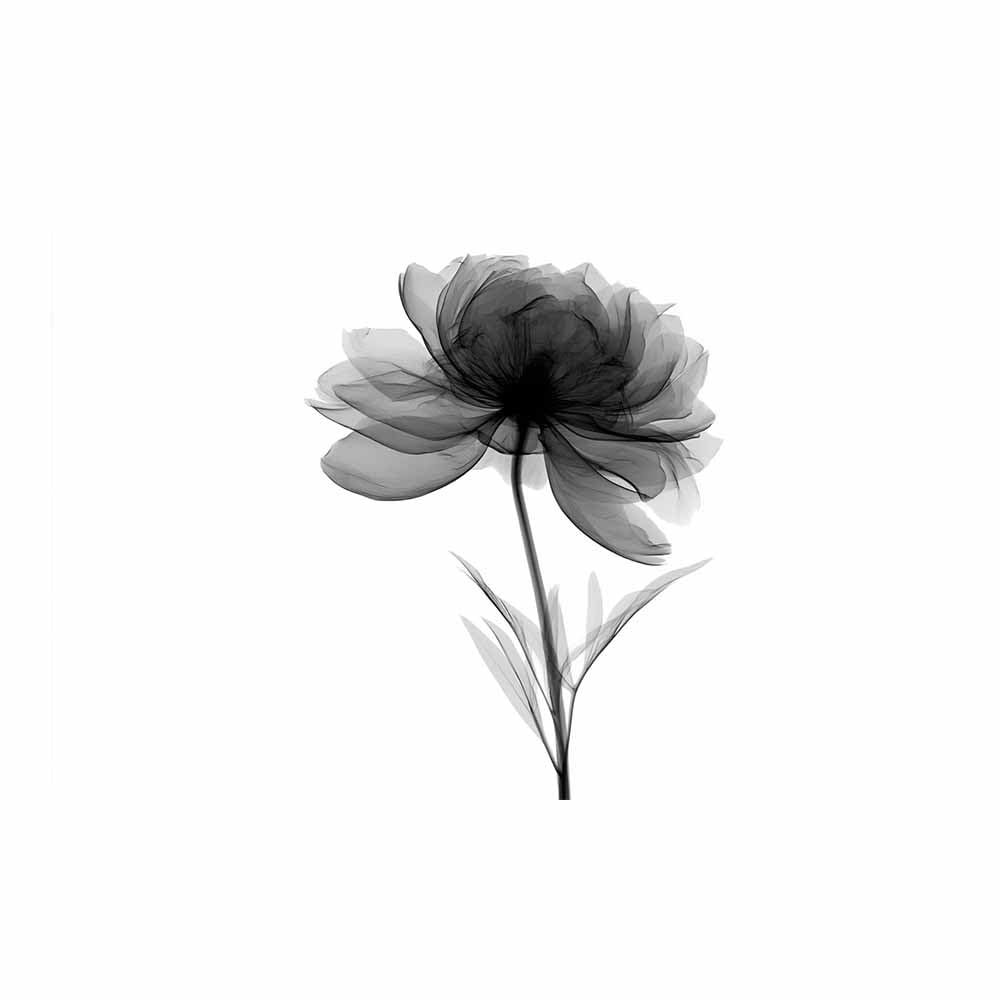 HOQIU Black And White Prints X-Ray Gray Peony Flower prints for walls, canvas wall art, for Living Room Bedroom Bathroom Home Office Wall Decoration(Multicolor)-60x80cm Unframed