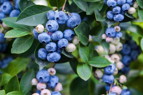 Image of Live Blueberry Plant I High Bush Star Blueberry Variety Plant I With Black Plastic Pot || FA ||