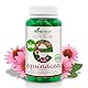 Soria Verde de Echinacea - 80ca