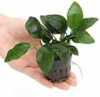 超絶激レア水草】アヌビアス・ウィップリーフ水上葉