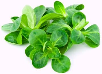 Lamb's Lettuce, Corn Salad 'Verte De Cambrai' (Valerianella Locusta L.) Vegetable Plant Heirloom, 2000 Seeds