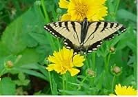 Discover the Wonder: Explorer's Activity Guide 067340241X Book Cover