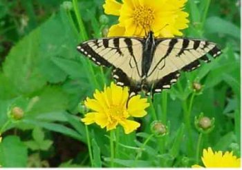 Paperback Discover the Wonder: Explorer's Activity Guide (Scott Foresman Science, Grade 1) Book