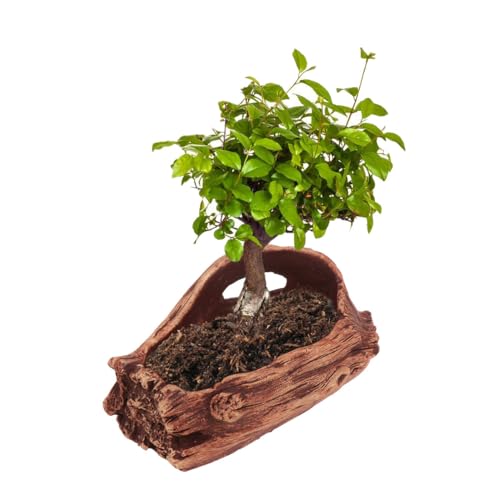 Pot de fleurs en ciment aspect souche pour une déco zen