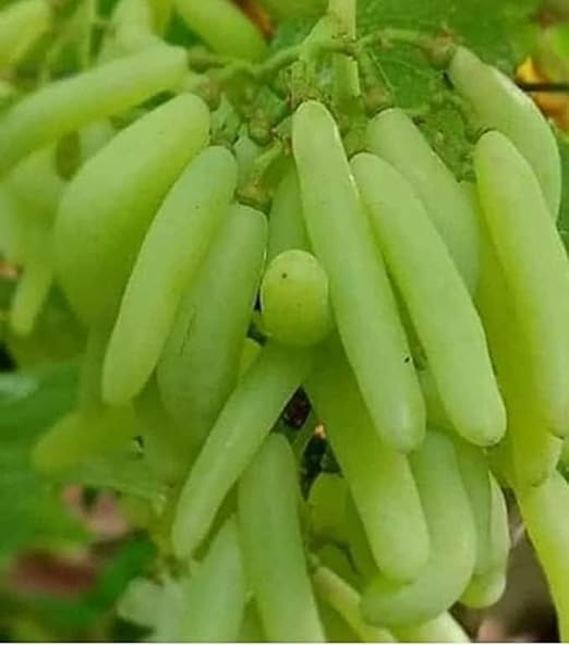 Green Colections HOUSE Moon drops Green Grape Plant Seedless Vine Cutting Live Grape Healthy Plant for Home Garden Tree Pack of 1
