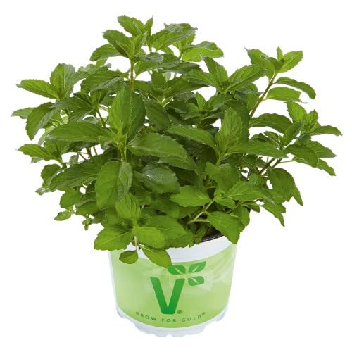 Menta Chocolate Planta de Hojas Aromáticas Natural Fácil de Mantener