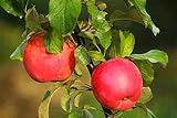 Apfelsetzlinge, Friedliche FrüChte,Winterharte Stauden,Mit SchöNen Farben,Apple Tree...
