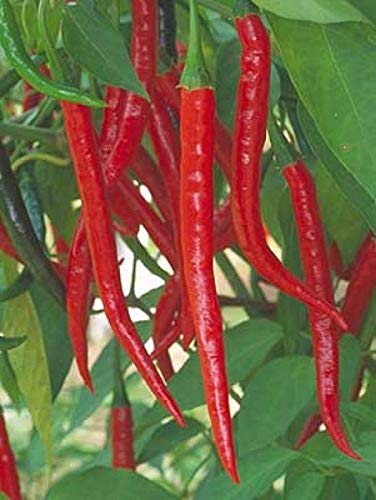 Kung Pao Asian Pepper Seeds - Used in Chinese stir-Fry Dishes - Fantastic Flavor(100 - Seeds)