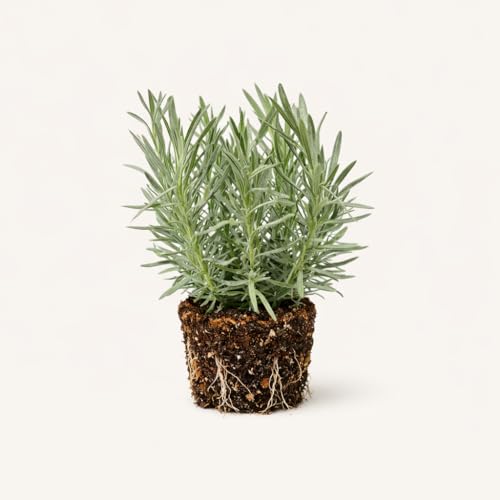 PLANT NOOK Lavender 'Phenomenal' Live Plant Starter Plug 2-Pack |