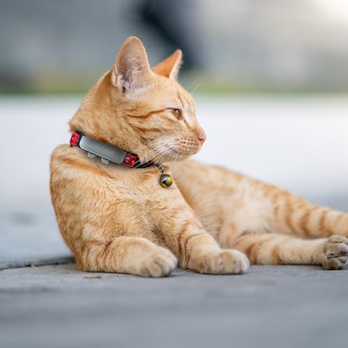 Tracker Basic – GPS-Tracker für Hunde & Katzen ohne ABO auf Lebenszeit – Wasserdichtes Mini-Gerät | Funktioniert in einem ausgewählten europäischen Land