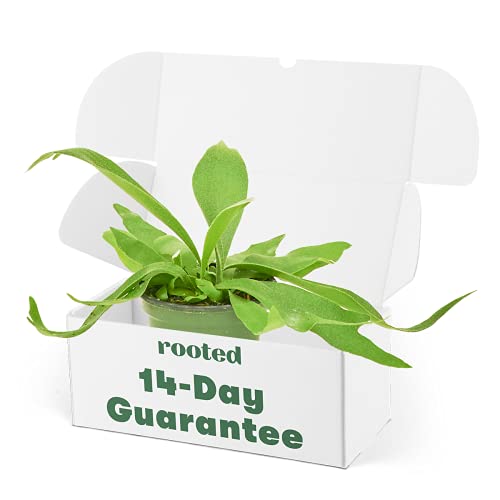 Staghorn Fern - Platycerium Bifurcatum | Live, Easy To Grow And Low Maintenance Houseplant (4" Wide Pot) #TOP6