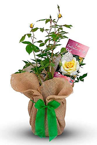 Carbeth Plants Fantastic at 90 Gift Wrapped Rose Bush - Gorgeous Rose with Bow for 90th Birthday - Ideal for the garden, gifting and plant lovers