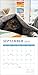 Cats and Books 2026 Wall Calendar