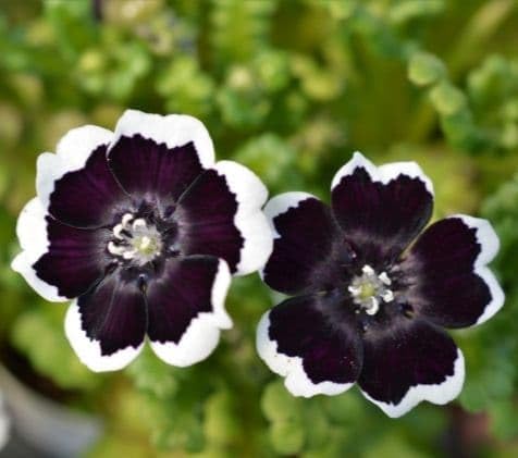Amazon.co.jp: ネモフィラ ペニーブラック 花の種 : ホビー