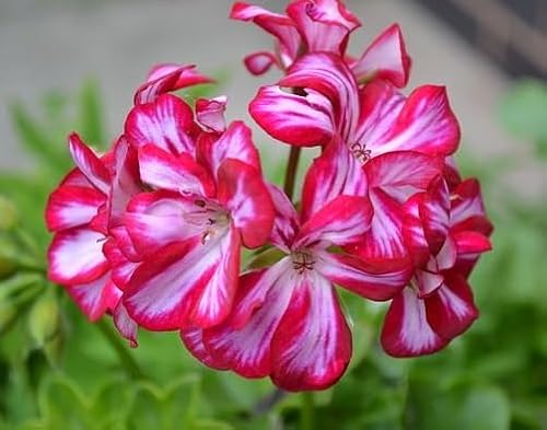 90 graines de géranium lierre rouge