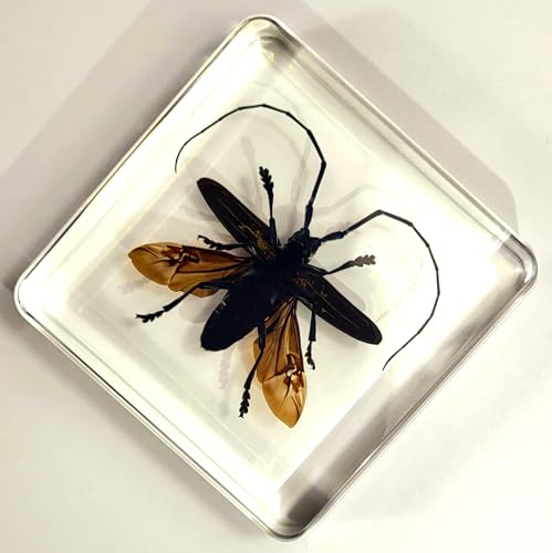 Image of 75mm Real Citrus Long-Horned Beetle in Crystal Clear Lucite Resin Specimen Preserved Anoplophora Chinensis Insect Taxidermy Collection for Biology Science Education & Desk Ornament Display Supplies
