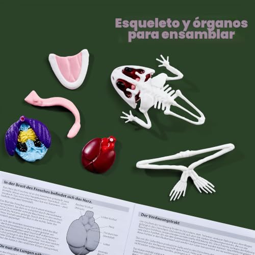 Rana para diseccionar de 16 cm Simba Scout con órganos para aprender anatomía sin cortes 3