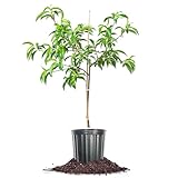 Perfect Plants White Lady Peach Tree 4-5 feet | Live Fruit Tree with Fresh White...