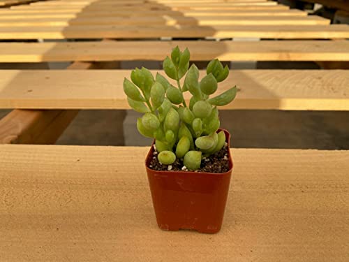 1 Live Cotyledon Pendens | Fully Rooted Succulent Plant 2'' Pot #TOP1