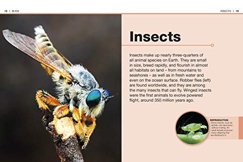 Pocket Eyewitness Insects - Image 2