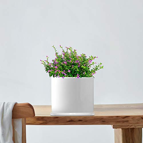 G Epgardening 6Inch Large Ceramic Tray Plant Pot Saucer Round Ceramic Potted Plant Saucer Succulent Herbal Pot Planter Trays Set Round Pack Of 2 #TOP6